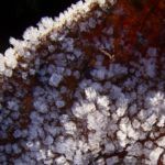 Blatt vereist Blaetter 02