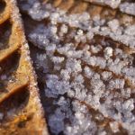 Blatt vereist Blaetter 03