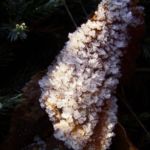 Blatt vereist Blaetter 04