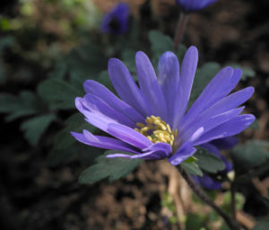 Blaue Anemone Bluete lila Anemone blanda 02
