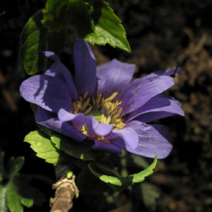 Blaue Anemone Bluete lila Anemone blanda 11