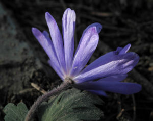 Blaue Anemone Bluete lila Anemone blanda 13