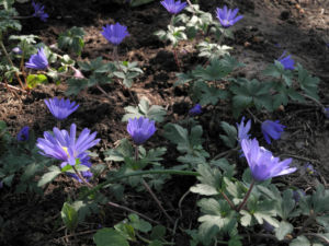 Blaue Anemone Bluete lila Anemone blanda 14