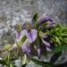 Zurück zum kompletten Bilderset Luzerne Blüte blau Medicago sativa