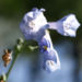 Zurück zum kompletten Bilderset Blaue Virginia Waldglocke Blüte hellblau - Mertensia virginica