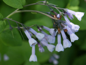 Blaue Virginia Waldglocke Bluete hellblau Mertensia virginica 05