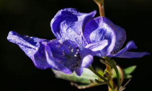 Blauer Eisenhut Kraut Bluete blau Aconitum napellus 08