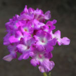 Bild:  Blaues Wandelröschen Blüte pink Lantana montevidensis