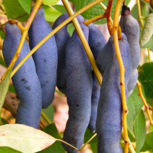 Blaugurkenstrauch Frucht blau Decaisnea fargesii 01