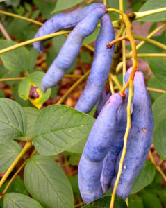 Blaugurkenstrauch Frucht blau Decaisnea fargesii 03