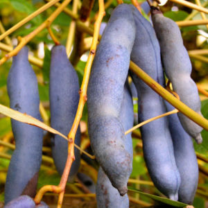 Blaugurkenstrauch Frucht blau Decaisnea fargesii 04