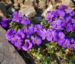 Zurück zum kompletten Bilderset Blaukissen Emperor Blüte violett Aubrieta hybride