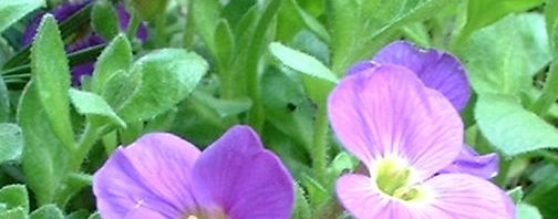 Anklicken um das ganze Bild zu sehen  Blaukissen Blüte pink Aubrieta hybride