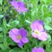 Zurück zum kompletten Bilderset Blaukissen Blüte pink Aubrieta hybride