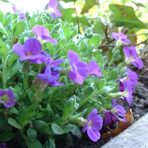 Blaukissen Aubrieta Hybriden 04