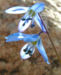 Zurück zum kompletten Bilderset Zweiblättriger Blaustern Blüte hellblau Scilla bifolia
