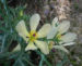 Zurück zum kompletten Bilderset Bleicher Stachelmohn Blüte blass gelb Argemone ochroleuca