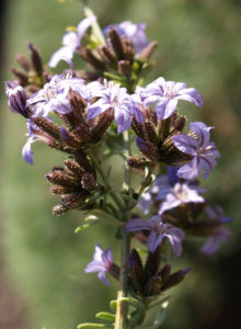 Bleiwurz Bluete hell blau Plumbago europaea 03