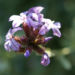 Zurück zum kompletten Bilderset Bleiwurz Blüte hell blau - Plumbago europaea
