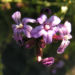 Zurück zum kompletten Bilderset Bleiwurz Blüte hell pink - Plumbago europaea