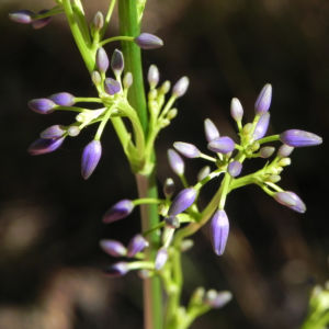 Blue Flax Lily Blueberry Lily Paroo Lily Bluete lila Dianella caerulea 03