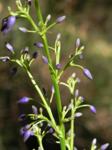 Blue Flax Lily Blueberry Lily Paroo Lily Bluete lila Dianella caerulea 04