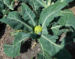 Zurück zum kompletten Bilderset Blumenkohl Frucht grün Brassica oleracea