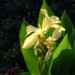 Zurück zum kompletten Bilderset Blumenrohr - Canna indica
