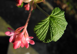 Blut-Johannisbeere-Bluete-rot-Ribes-sanguineum15