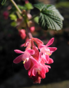 Blut-Johannisbeere-Bluete-rot-Ribes-sanguineum16
