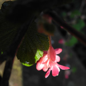 Blut-Johannisbeere-Bluete-rot-Ribes-sanguineum18