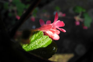 Blut-Johannisbeere-Bluete-rot-Ribes-sanguineum20