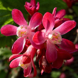 Blut Johannisbeere rote Bluete Ribes sanguineum 01