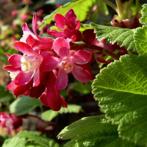 Blut Johannisbeere rote Bluete Ribes sanguineum 02