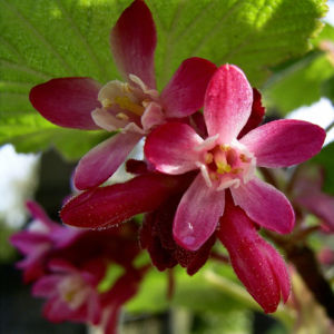 Blut Johannisbeere rote Bluete Ribes sanguineum 03