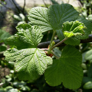 Blut Johannisbeere rote Bluete Ribes sanguineum 06