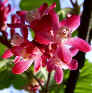 Blut Johannisbeere rote Bluete Ribes sanguineum 08