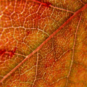 Blut Pflaume Frucht Prunus cerasifera nigra 01
