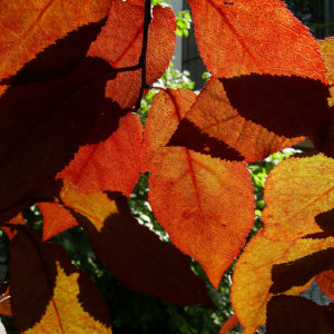 Blut Pflaume Frucht Prunus cerasifera nigra 02