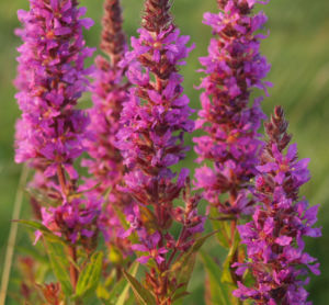 Blut Weiderich Aehren Bluete Traube rot Lythrum salicaria 02