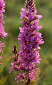 Blut Weiderich Aehren Bluete Traube rot Lythrum salicaria 04