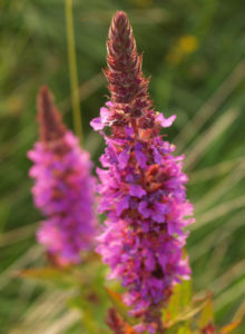 Blut Weiderich Aehren Bluete Traube rot Lythrum salicaria 07