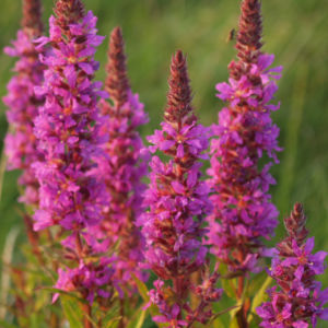 Blut Weiderich Aehren Bluete Traube rot Lythrum salicaria 08