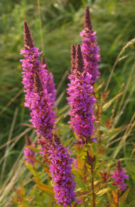 Blut Weiderich Aehren Bluete Traube rot Lythrum salicaria 09