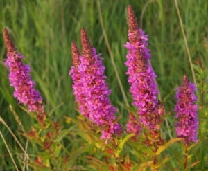 Blut Weiderich Aehren Bluete Traube rot Lythrum salicaria 10