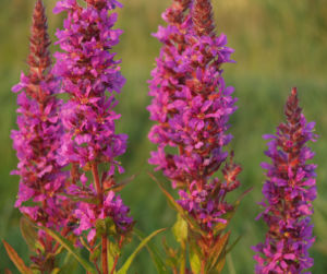 Blut Weiderich Aehren Bluete Traube rot Lythrum salicaria 11