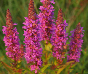 Blut Weiderich Aehren Bluete Traube rot Lythrum salicaria 12