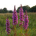 Zurück zum kompletten Bilderset Blut-Weiderich Blüte rot Lythrum salicaria