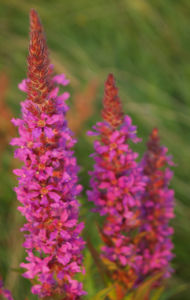Blut Weiderich Aehren Bluete Traube rot Lythrum salicaria 16