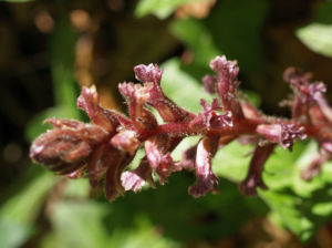 Blutrote Sommerwurz rotbraun Orobanche gracilis 01